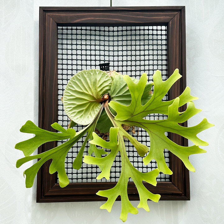 楽天市場】ビカクシダ（コウモリラン）用資材 『着生植物用 ウッド 
