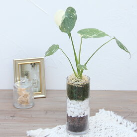 『斑入りモンステラ ガラス鉢仕立て』誕生日 開店祝い 新築祝い 結婚祝い 記念日 開院祝い 移転祝い お祝い おしゃれ 縁起が良い インテリア ミニ観葉 観葉植物 タイコンステレーション 希少 鉢植え 実生 小さめ コンパクト お部屋 卓上 送料無料《敬》