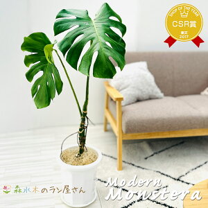 w_ Xexj JXj Vzj 100`120cm ̊󏭂ȊϗtA ^ 8{󂯎Mt pE@lMtgɂœK CeA Ă₷  