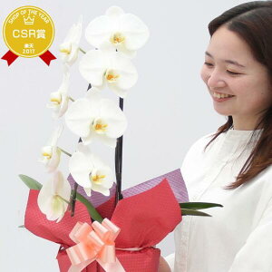 w ֌Ӓ 1{ uقق݁vxA 픫 bZ[WJ[h aj JXj ԃMtg Ԕ  yzyzsht