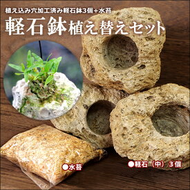 楽天市場 蘭 水苔の通販