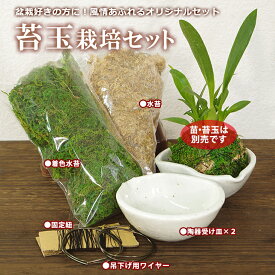 楽天市場 苔玉 吊りの通販