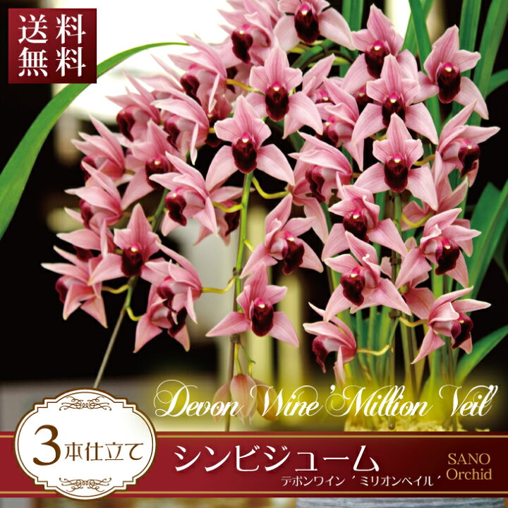 楽天市場 可愛らしい赤芽のピンク 贈答用シンビジューム ミリオンベール デボラワイン3本仕立て 贈 花言葉 は 華やかな恋 Smtb Ms 楽ギフ のし宛書 楽ギフ メッセ入力 楽ギフ 名入れ ワイン色シンビジウム 陶器鉢花 お歳暮花 森水木のラン屋さん 楽天市場 可愛らしい赤芽のピンク 贈答用シンビジューム ミリオンベール デボラワイン3本仕立て 贈 花言葉 は 華やかな恋 Smtb Ms 楽ギフ のし宛書 楽ギフ メッセ入力 楽ギフ 名入れ ワイン色シンビジウム 陶器鉢花 お歳暮花 森水木のラン屋さん