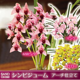 楽天市場 ランの種類で選ぶ 季節のラン 冬春限定 シンビジューム 森水木のラン屋さん