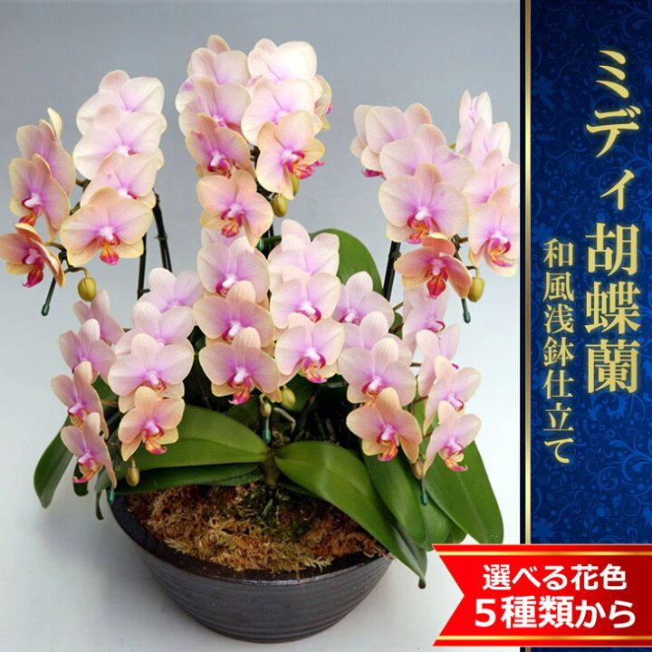 楽天市場 画像配信あり ミディ胡蝶蘭6本 豪華贈答用 和風浅鉢仕立て 贈 陶器鉢花4品種から選べる花色 美しさ圧巻 洋ランの鉄人ギフト送料無料 お中元 お誕生日プレゼント 写サ 関東 森水木のラン屋さん