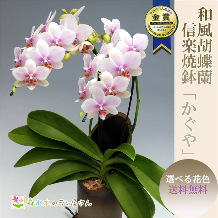 楽天市場 ミディ胡蝶蘭 ミニ胡蝶蘭 信楽焼 陶器鉢仕立て かぐや 送料無料上品で美しい4品種から選べる花色花保ちと美しさが圧巻の国産ギフト用ミディ 胡蝶蘭置き場所に困らないリビングサイズの豪華贈答仕様お年賀 お中元 お歳暮に お誕生日プレゼント 森