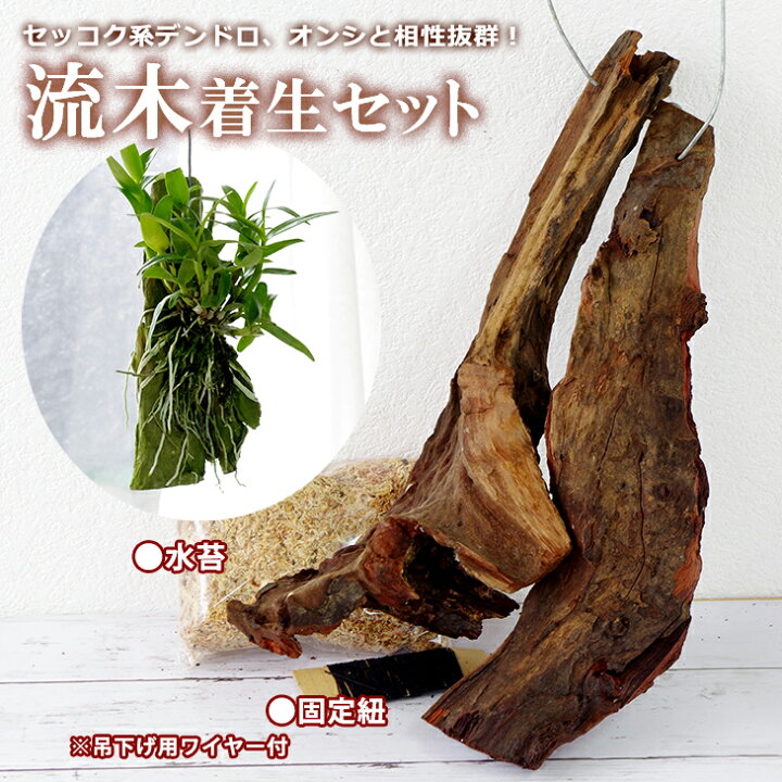 楽天市場 流木付け着生セット 着生用流木 塩抜き済み 大2本または中3本 固定紐 吊り下げワイヤー 水苔 材 St 一年中洋蘭や多肉植物をおしゃれに 自然な風合いがたまらない 流木付け栽培すぐ出来る 吊るし栽培に 森水木のラン屋さん