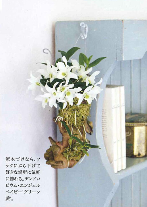 楽天市場 流木付け着生セット 着生用流木 塩抜き済み 大2本または中3本 固定紐 吊り下げワイヤー 水苔 材 St 一年中洋蘭や多肉植物をおしゃれに 自然な風合いがたまらない 流木付け栽培すぐ出来る 吊るし栽培に 森水木のラン屋さん