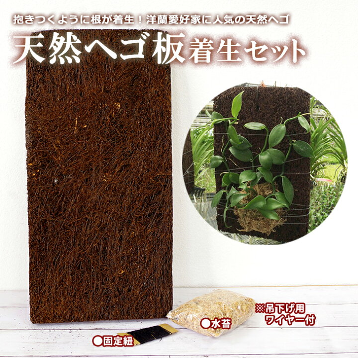 楽天市場 洋蘭栽培プロ用資材 ヘゴ板 着生セット 天然ヘゴ板 固定紐 吊り下げワイヤー 水苔 St 遂に再販 憧れの天然ヘゴ付け洋蘭栽培 初心者さんでも楽しめる当店だけのオリジナルセット ランが好む吊るし栽培に 森水木のラン屋さん 楽天市場 洋蘭栽培プロ用資材 ヘゴ板 着生セット 天然ヘゴ板 固定紐 吊り下げワイヤー 水苔 St 遂に再販 憧れの天然ヘゴ付け洋蘭栽培 初心者さんでも楽しめる当店だけのオリジナルセット ランが好む吊るし栽培に 森水木のラン屋さん