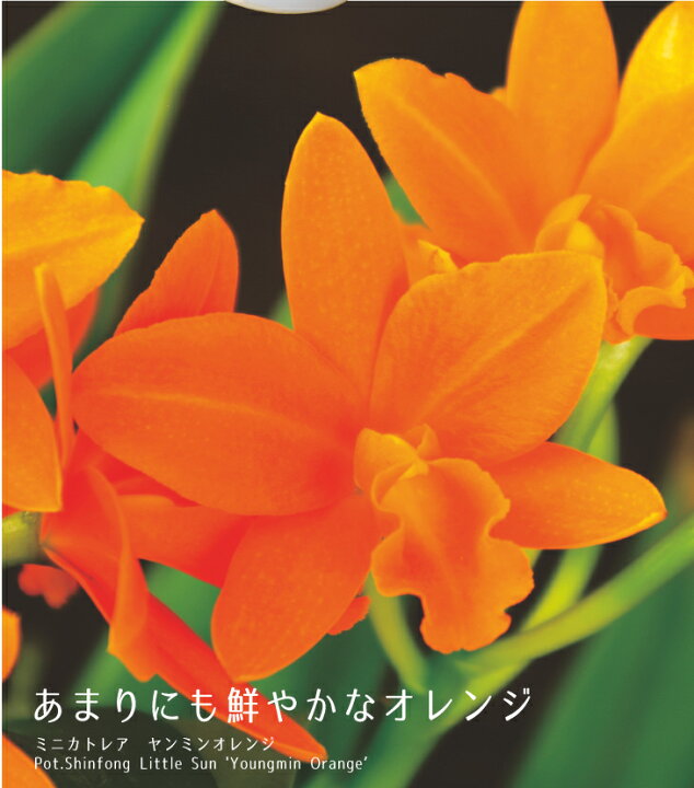 楽天市場 洋ラン ミニカトレア ヤンミンオレンジ マリンポット仕立て 贈 陶器鉢花蘭の女王 カトレアはギフトに最適 森水木のラン屋さん 楽天市場 洋ラン ミニカトレア ヤンミンオレンジ マリンポット仕立て 贈 陶器鉢花蘭の女王 カトレアはギフトに最適 森水木のラン屋さん