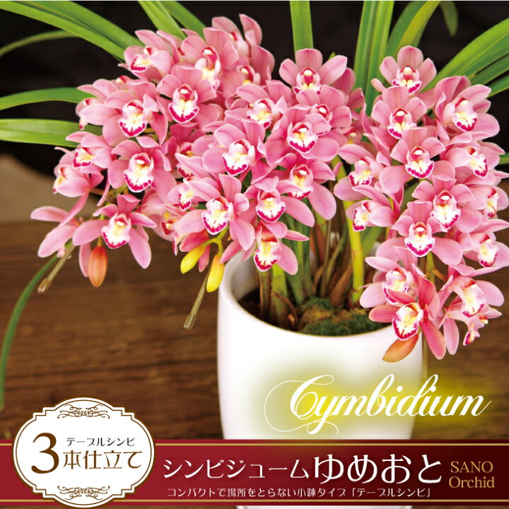楽天市場 洋ラン シンビジューム テーブルサイズ ゆめおと 3本仕立て 贈答用 贈 陶器鉢花花言葉は 華やかな恋 アーチ仕立てのピンク色シンビジウム お祝い 自宅用に 森水木のラン屋さん