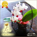 選べる!敬老の日ギフト 花『和風かご仕立て 洋蘭「寿(ことぶき)」』紅白のミディ胡蝶蘭(ミニ胡蝶蘭)・デンファレ「花すみれ」■敬老ギフト用 同梱スイーツ対象商品...