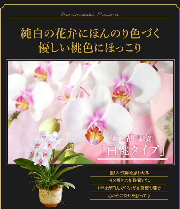 楽天市場 選べる花色 豪華な和風胡蝶蘭 ミディ胡蝶蘭 信楽焼仕立て エアプランツ 贈 メッセージカード無料 陶器鉢花 敬老の日 花 プレゼント 胡蝶蘭 花鉢 生花 鉢花 早割 早期割引 敬 敬老の日 プレゼント孫 敬老の日 鉢植え 和風 送料無料 森水木のラン屋さん