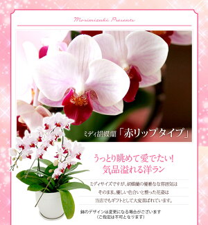 一月 アシスト 一生 蘭 の 花 プレゼント 分析 ビデオ 物質