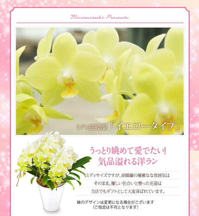 楽天市場 母の日ギフト22 選べる花色 洋蘭ギフト鉢花 ミディ胡蝶蘭 3本立ち ソレイユ 贈 母 陶器鉢花 ミディ胡蝶蘭 ミニ胡蝶蘭 ギフト胡蝶蘭お供え 胡蝶蘭 開店祝 開業祝 供花 法事 生花 鉢花 お誕生日プレゼント早割早期割引母の日 プレゼント孫 花