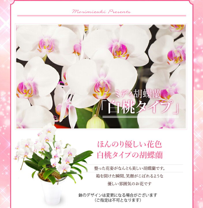 楽天市場】\今だけ!!赤リップタイプは【さくらひめ】/洋蘭ギフト鉢花 『ミディ胡蝶蘭 3本立ち「ソレイユ」』【贈】《敬》陶器鉢花 ミディ胡蝶蘭(ミニ 胡蝶蘭)ギフト胡蝶蘭お供え 胡蝶蘭 開店祝 開業祝 : 森水木のラン屋さん 楽天市場】\今だけ!!赤リップタイプは【さくらひめ】/洋蘭ギフト鉢花 『ミディ胡蝶蘭 3本立ち「ソレイユ」』【贈】《敬》陶器鉢花 ミディ胡蝶蘭(ミニ 胡蝶蘭)ギフト胡蝶蘭お供え 胡蝶蘭 開店祝 開業祝 : 森水木のラン屋さん