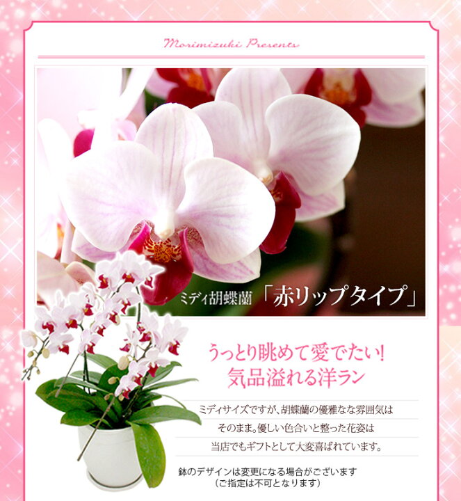楽天市場】\今だけ!!赤リップタイプは【さくらひめ】/洋蘭ギフト鉢花 『ミディ胡蝶蘭 3本立ち「ソレイユ」』【贈】《敬》陶器鉢花 ミディ胡蝶蘭(ミニ 胡蝶蘭)ギフト胡蝶蘭お供え 胡蝶蘭 開店祝 開業祝 : 森水木のラン屋さん 楽天市場】\今だけ!!赤リップタイプは【さくらひめ】/洋蘭ギフト鉢花 『ミディ胡蝶蘭 3本立ち「ソレイユ」』【贈】《敬》陶器鉢花 ミディ胡蝶蘭(ミニ 胡蝶蘭)ギフト胡蝶蘭お供え 胡蝶蘭 開店祝 開業祝 : 森水木のラン屋さん
