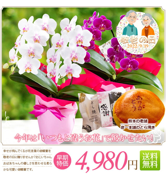 楽天市場 完売御礼 敬老の日 ミディ胡蝶蘭 2本立ち メルシー 敬 贈 花 プレゼント 胡蝶蘭 花鉢 生花 鉢花 森水木のラン屋さん 楽天市場 完売御礼 敬老の日 ミディ胡蝶蘭 2本立ち メルシー 敬 贈 花 プレゼント 胡蝶蘭 花鉢 生花 鉢花 森水木のラン屋さん