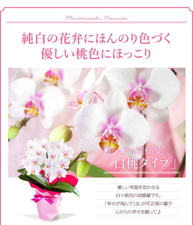 楽天市場 完売御礼 敬老の日 ミディ胡蝶蘭 2本立ち メルシー 敬 贈 花 プレゼント 胡蝶蘭 花鉢 生花 鉢花 森水木のラン屋さん 楽天市場 完売御礼 敬老の日 ミディ胡蝶蘭 2本立ち メルシー 敬 贈 花 プレゼント 胡蝶蘭 花鉢 生花 鉢花 森水木のラン屋さん