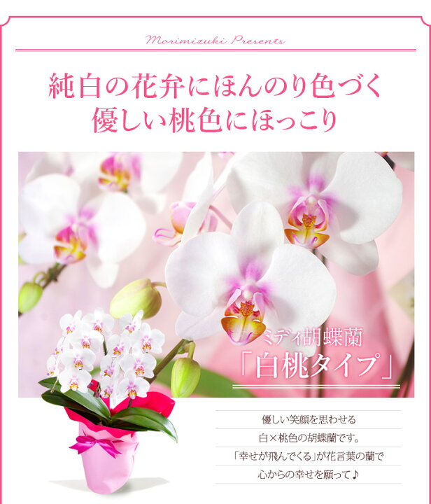 楽天市場 完売御礼 敬老の日 ミディ胡蝶蘭 2本立ち メルシー 敬 贈 花 プレゼント 胡蝶蘭 花鉢 生花 鉢花 森水木のラン屋さん