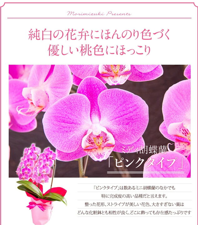 海外輸入 ミディ胡蝶蘭 にっぽん 4号鉢 2本立ち 胡蝶蘭 プレゼント ギフト 観賞用 鉢花 洋蘭 蘭 植物 花 九州産 熊本県産 送料無料 Fucoa Cl 海外輸入 ミディ胡蝶蘭 にっぽん 4号鉢 2本立ち 胡蝶蘭 プレゼント ギフト 観賞用 鉢花 洋蘭 蘭 植物 花 九州産 熊本県産 送料無料 Fucoa Cl