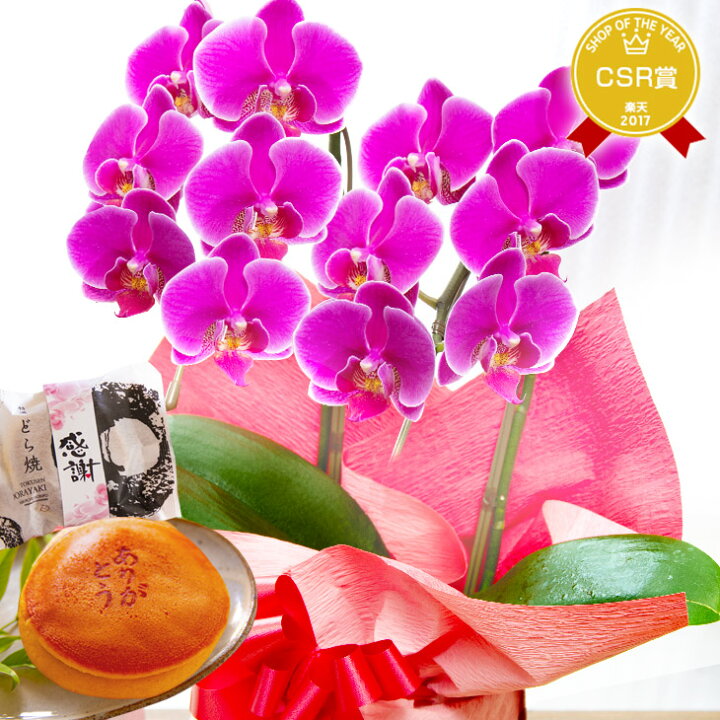 楽天市場 完売御礼 敬老の日 ミディ胡蝶蘭 2本立ち メルシー 敬 贈 花 プレゼント 胡蝶蘭 花鉢 生花 鉢花 森水木のラン屋さん