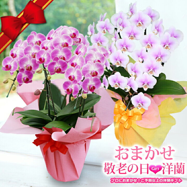 楽天市場】遅れてゴメンね敬老の日 ギフト 花 プレゼント送料無料 蘭  