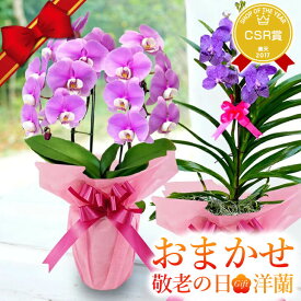 敬老の日 プレゼント 花『敬老の日おまかせ「洋蘭ギフト☆☆」』 胡蝶蘭や黄金蘭も 楽天市場ランキング連続受賞 プロが厳選お買得ギフト！ 生花 花鉢 カーネーション以外 洋ラン 鉢植え 産地直送 おまかせ-M (エム)《敬》【敬】【贈】