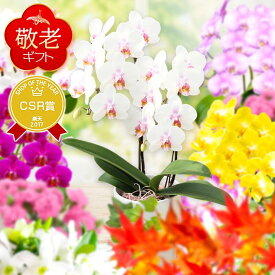 敬老の日 超早割 花 ギフト プレゼント 『ミディ胡蝶蘭 1本仕立て/2本仕立て 』選べる蘭 1本立ち 2本立ち 花言葉「幸せが舞い込む」洋蘭 カーネーション以外 お祝い おばあちゃん おじいちゃん お母さん お義母さん 贈り物 スイーツセット可 新米セット可《敬》【贈】【敬】