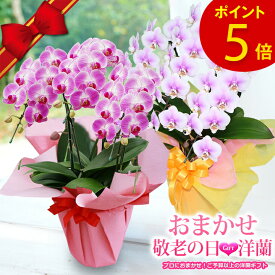 花 プレゼント送料無料『敬老の日おまかせ「洋蘭ギフト☆☆☆」』【贈】おまかせ-L (エル) 楽天市場ランキング連続受賞 洋ランのプロが厳選 胡蝶蘭 コチョウラン 生花 鉢植え 鉢花 長持ち《敬》【敬】