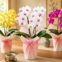 敬老の日 花 『ミディ胡蝶蘭 2本仕立て 「メルシー」』ギフト プレゼント 選べる蘭 2本立ち 花言葉：幸せが舞い込む …