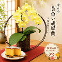 敬老の日 プレゼント『リビング胡蝶蘭 和風カゴ仕立て』1本立ち/2本立ち 黄色 テーブルサイズ 洋ラン コチョウラン お…
