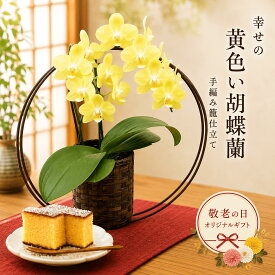 敬老の日 プレゼント『リビング胡蝶蘭 「和風カゴ仕立て」』1本立ち/2本立ち 黄色 テーブルサイズ 洋ラン コチョウラン おじいさんおばあさんに コンパクト 飾りやすい 保証書付き《敬》【敬】