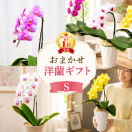 『おまかせ「洋蘭ギフト☆」』【贈】おまかせ3980 楽天年間ランキング連続受賞・総合ランキング1位 フラ…