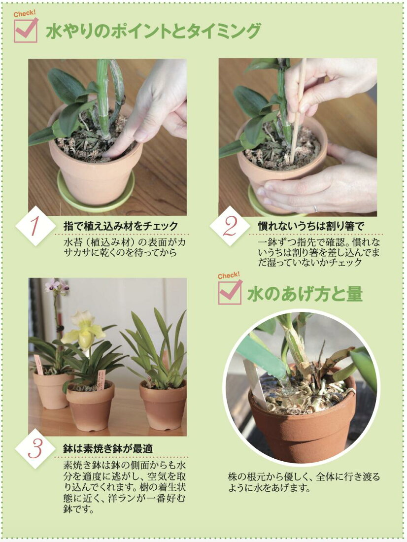 楽天市場 | 森水木のラン屋さん - 【完全ガイド】カトレアの育て方 