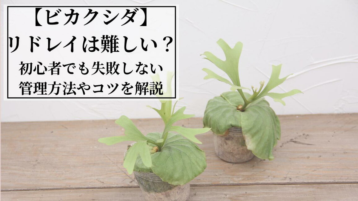 楽天市場 | 森水木のラン屋さん - ビカクシダリドレイは難しい 