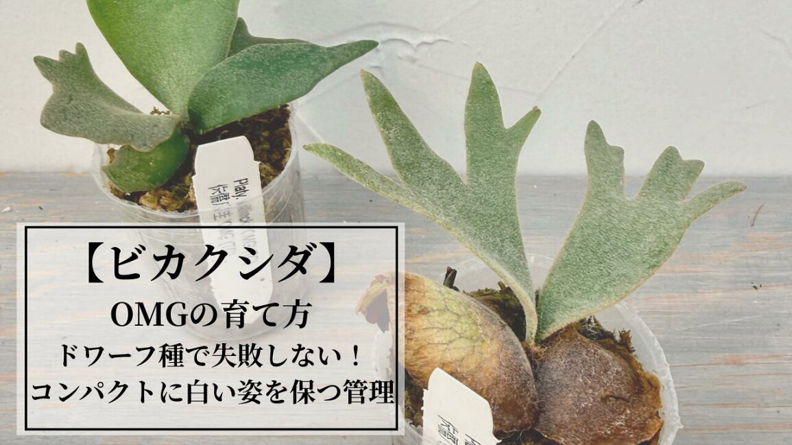 楽天市場 | 森水木のラン屋さん - ビカクシダ・OMGの育て方｜ドワーフ 