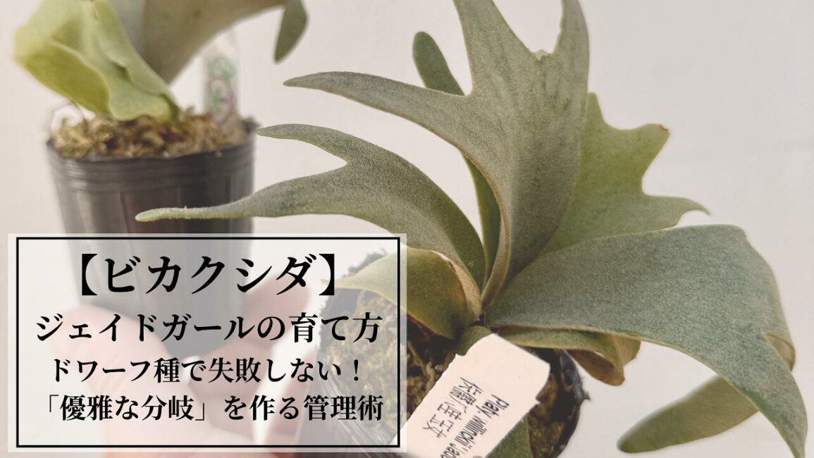 楽天市場 | 森水木のラン屋さん - ビカクシダ・ジェイドガールの育て方 