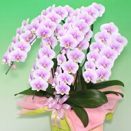 胡蝶蘭 お祝い 誕生日 選べる花色4種『「ミディ胡蝶蘭（5本立ち )はなやか」 贈答用 特選』【贈】陶器鉢…
