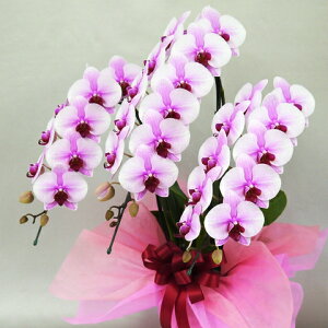 Ӓ j a IׂԐF8wu~fBӒ ͂Ȃ₩ 3{vp Ixyz픫ԗDEbsO @ll aj Ӓ ړ]j JXj ACj