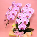 胡蝶蘭 お祝い『「ミディ胡蝶蘭2本立ち はなやか」 陶器鉢仕立て 特選』選べる！とりわけ上品で美しい4品種 お誕生日お祝い 胡蝶蘭 移転祝い 開店祝い 就任祝い プレゼント 花 ギフト [関東]【贈】【直】