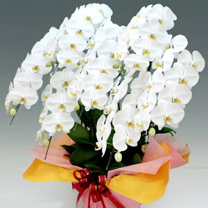 Ӓ j wu֌Ӓ 7{ (70ֈȏ)v p Ixm̓Sl ԃMtg D bsO @ll JƏj aj  Ӓ ړ]j JXj ACj v