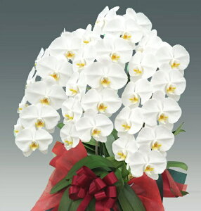 Ӓ j Ε Iׂ4Fwu֌Ӓ 3{ 30ֈȏvp Ixyzm̓SlMtg픫 DEbsO@ll aj Ӓ ړ]j JXj