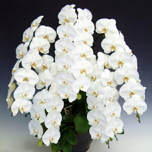 Ӓ j wu֌Ӓ 5{ (60ֈȏ)v p Ix sN g ԂIׂԐF D @ll JƏj ij ACjaj Ӓ ړ]j JXj ACj