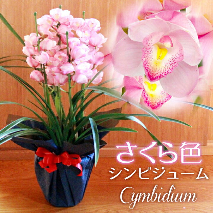 楽天市場 冬限定 洋ラン 冬を彩る さくら色シンビジューム 陶器鉢花 冬ギフト お祝いにピッタリ 優しいピンク色のシンビジューム シンビジューム花 洋蘭シンビジューム シンビジウム テーブルシンビジューム フラワーギフト 花ギフト 鉢花 贈 直 森