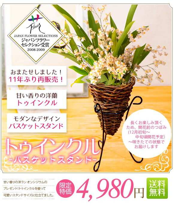 楽天市場 花色選択可能です 11年ぶりの再販売 バニラのような甘い香りで幸せ気分 香りの洋蘭 トゥインクル バスケットスタンド 贈 選 水やりがしやすく 咲かせやすいのが特徴 ギフト 花 オンシジウム ギフト お正月 花 お歳暮 洋蘭 クリスマス