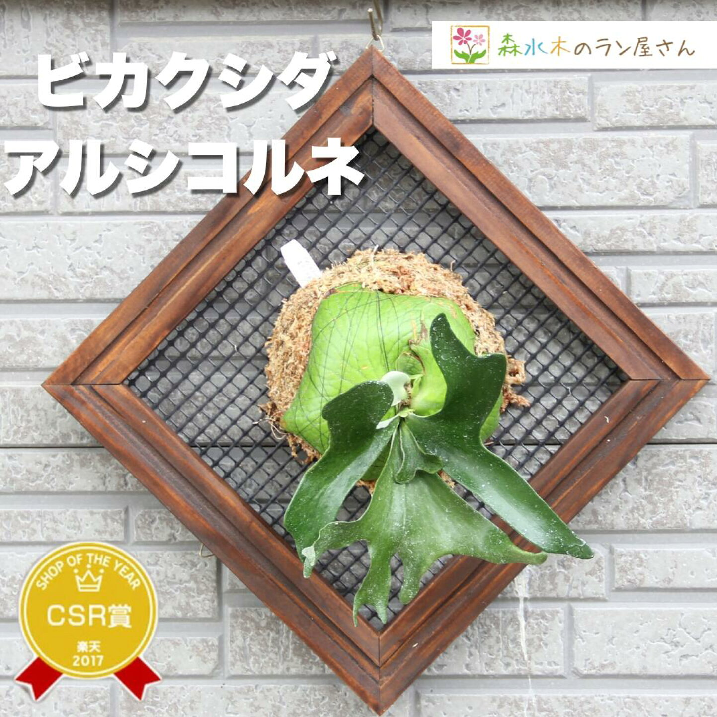 楽天市場 | 森水木のラン屋さん - ビカクシダ・アルシコルネの育て方 