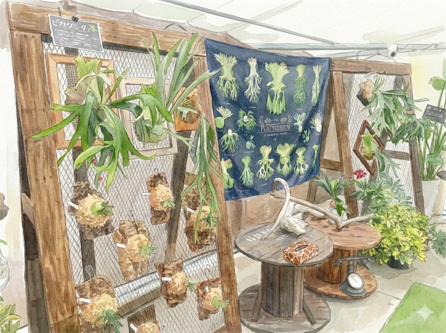 楽天市場 | 森水木のラン屋さん - ビカクシダの「原種」全18種を解説 