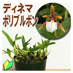 IׂIS҂̋IɋԌ큙m̕cwfBl} |u{yԍ炭cZbgzx Zbg Ԕ m͔|Zbg t m̈ĕ̐