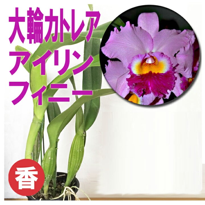 初夏咲きミディカトレア・実生株】C.Antigone（交配種・実生株 